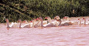 A flock of geese sets out for the prize catch early in the morning at Sukhna Lake, Chandigarh.  Photo by Pradeep Tewari