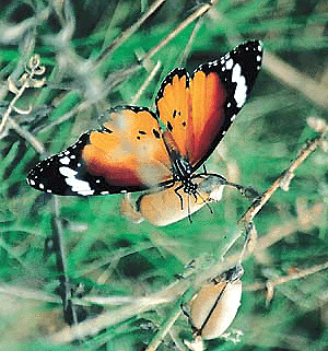This is one of the 65 species of butterflies which are found in the city and its surrounding villages.  Tribune photo by Pankaj Sharma