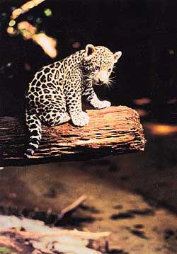 Watch Jaguar: Eater of Souls on Discovery.