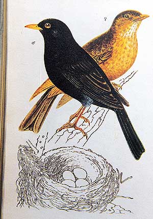 Blackbirds are very common in America