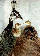 Peacocks 