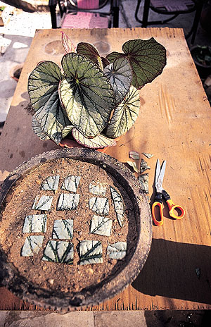 Leaf cutting of begonia