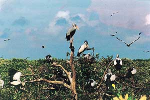 More than 200 species of birds have so far been identified in Bhitarkanika.