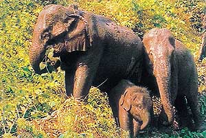 Elephants on NGC