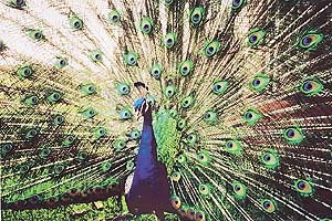 Nature by Design.... Scientists inspiration.