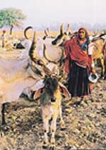 On the trail of Rabaris