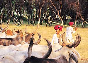  Herdsmen with their hardy stock