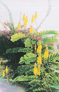 Cassia alata bears bright yellow flowers at the ends of its twigs.