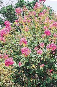 Lagerstromia shrub at its best