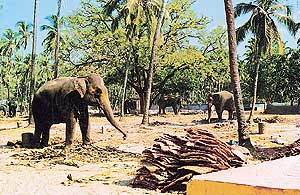Indias largest elephant farm maintained by Guruvayur Temple, Kerala  Photo by the writer