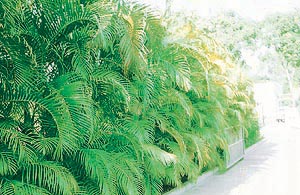 Areca palms along the driveway: An elegant display