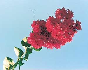 Brightly coloured brackets make bougainvillaea a popular plant