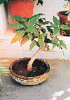 Compost is very important for the growth of the tree. 