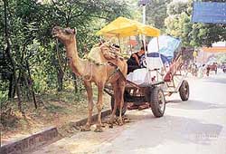 Another non-polluting vehicle near the Taj