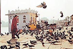 photo by Gaurav Sood