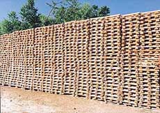 Rows of unfinished cricket bats are found along the Srinagar-Jammu highway 