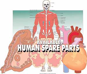 Available Human Spare Parts