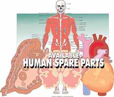 Available Human Spare Parts