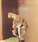 A malformed mango shoot full of mealy bug nymphs. 