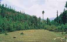 Janjheli, a refreshing break from routine holidays, offers exciting one-day treks