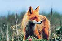 A Tale of Two Foxes: Hardy survivors.
