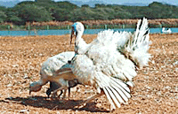 A pair of turkeys, which was released by the Childrens Alliance for Protection of Environment at the Sukhna Lake island on Sunday. 