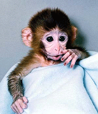 Scientists said that they had achieved the first genetically-engineered monkey, a step that could hasten the development of cures for diseases ranging from cancer to Alzheimers.