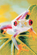 Wednesday Wilderness:- Exotic animals, unusual habitats.