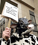 A member of the Friends of the Earth group wears a cow costume and holds a sign outside the European Union Council building in Brussels during a meeting of agricultural ministers on Monday.