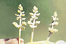 Spray the tree when it is at this stage of flowering