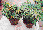 Schefflera