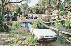 This tree came crashing down on this Maruti Zen car 