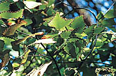 Maiden hair fern
