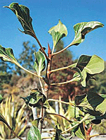 Ficus krishnae