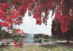Rose Garden