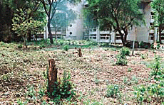 A stump tells the story of illegal felling of trees in the past weekend on the PGI campus