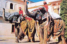 Ornately decorated pachyderms at the Elephant Festival
