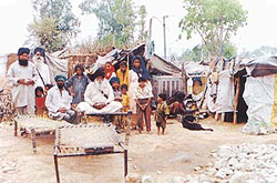 Sigligars whose pucca houses were demolished, now live in such makeshift tents at Dhandari Kalan, Ludhiana. 