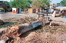 One of the axed peepal trees at the proposed site for a post office in Sector 23, Chandigarh, on Thursday.