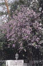 Climbers provide a spray of bright flowers