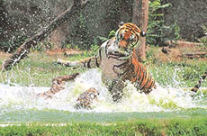 Tigers at the Chhat Bir Zoo play in water to beat the heat on Monday.