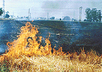 Wheat straw set on fire in a field against the directions of the Agriculture Department and PAU. 
