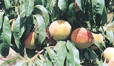 The famous Rajgarh peaches