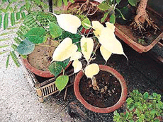 A rare variety of peepal in a small pot.