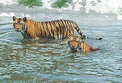 Tigers beat the heat at the Tiger Safari in Ludhiana on Saturday.