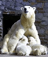 Two six-months old polar bear cubs are fed by their mother at St. Petersburg's zoo on Tuesday.