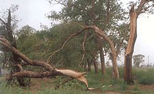A view of the damage wreaked by the squall.