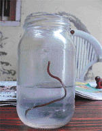 Snake in a jar which came out of tap water supplied by the Municipal Corporation at Model Town Extension in Ludhiana.