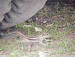 A squirrel runs under a parked bus to take respite from the scorching heat.