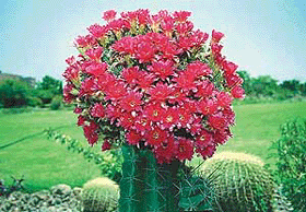 This crimson canopy atop a short organic trunk is no mere apology for the sharp multi-directional nettles in the Cactus Garden, Panchkula. 